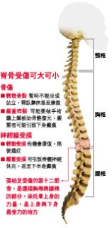 较容易伤及胸椎第十二节骨和腰椎第一节骨